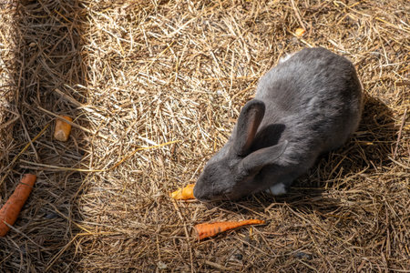 Different fluffy rabbits in the paddock lie resting and eating fromの写真素材