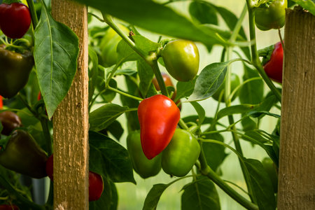 Ripe, red peppers on a bush in a greenhouse or gardenの写真素材