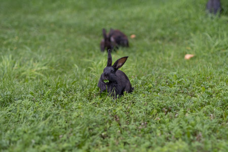 Rabbit with big ears walking in the garden on the lawn.の写真素材