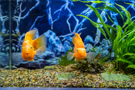 Orange parrot fish in the aquarium. Red Parrot Cichlid. Aquarium fish.