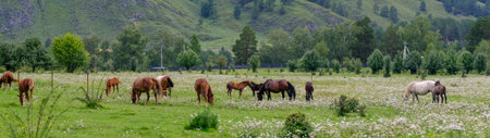 A group of different horses are grazing in the mountains in a summerの写真素材