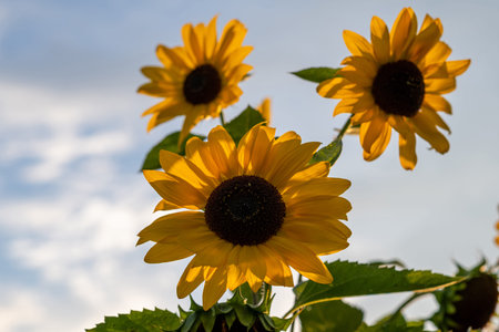 A beautiful sunflower with long yellow petals in the field.