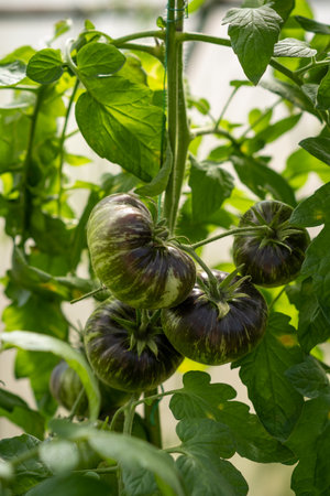 Red, ripe and green large tomatoes on a bush in a greenhouse.の写真素材