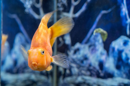 Orange parrot fish in the aquarium. Red Parrot Cichlid. Aquarium fish.