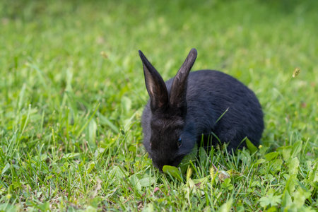 Rabbit with big ears walking in the garden on the lawn.の写真素材