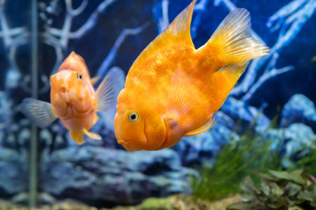 Orange parrot fish in the aquarium. Red Parrot Cichlid. Aquarium fish.の写真素材