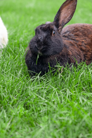 Black rabbit on green grass eat grass. Rabbit with big ears walking in the garden on the lawn. There...