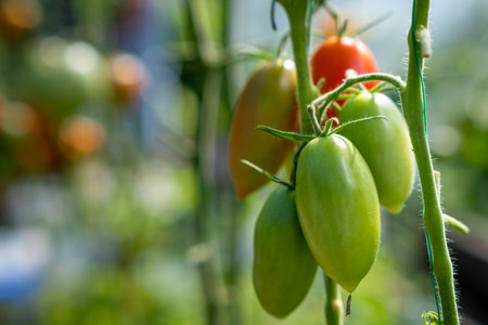 Red, ripe and green large tomatoes on a bush in a greenhouse.の写真素材