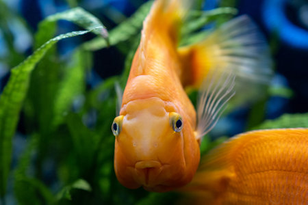 Orange parrot fish in the aquarium. Red Parrot Cichlid. Aquarium fish.の写真素材