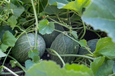 Closeup shot of a young green melon on a farm garden.の写真素材
