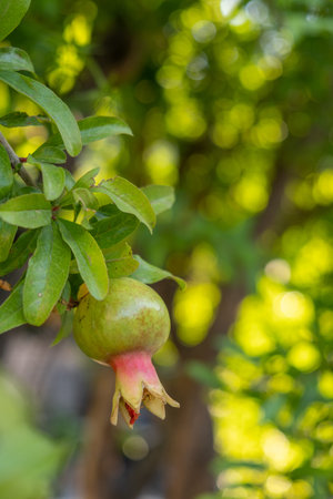 Pomegranate tree in a garden. Small green pomegranate on a tree.