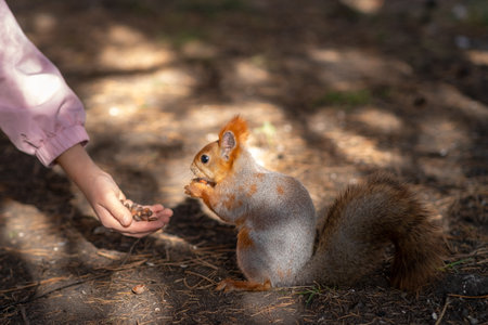 A beautiful red squirrel eats nuts in the forest from a mans hand.の写真素材