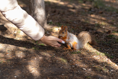 A beautiful red squirrel eats nuts in the forest from a mans hand.の写真素材