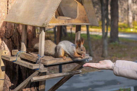A beautiful red squirrel eats nuts in the forest from a mans hand.の写真素材