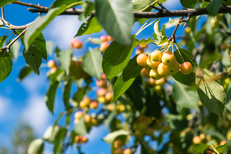 Many small red apples on the branches apple tree, sunny day,の写真素材