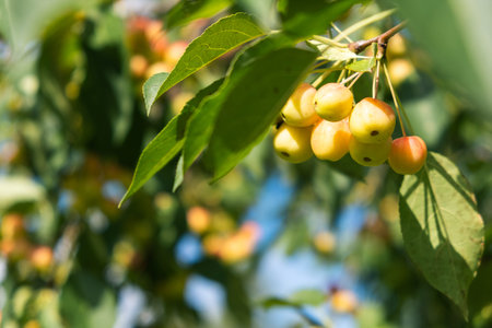 Many small red apples on the branches apple tree, sunny day,
