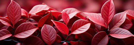 Background of red leaves, natural background and wallpaper, Background group of autumn leaves, Generative AIの素材