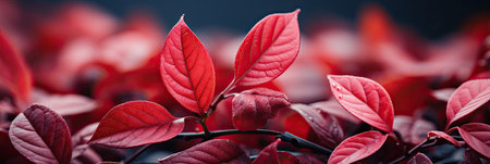 Background of red leaves, natural background and wallpaper, Background group of autumn leaves, Generative AIの素材