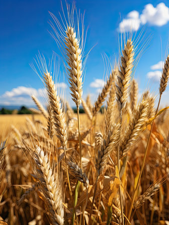 Wheatfield. Ears of golden wheat close up. Beautiful Rural Scenery under Shining Sunlight and blue sky. Background of ripening ears of meadow wheat field. Generative AIの素材