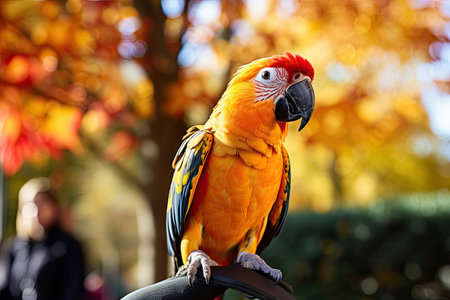 Colorful portrait of the Amazonian Macao red parrot on a man's shoulder. Exotic tropical birds as popular pet breeds. Generative AIの素材