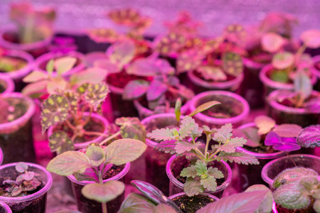 Growing flower seedlings indoors under full spectrum LED lighting