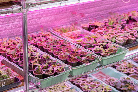 Growing flower seedlings indoors under full spectrum LED lighting