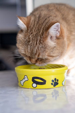 A beautiful domestic striped adult cat eats from a bowl next to a houseplantの写真素材