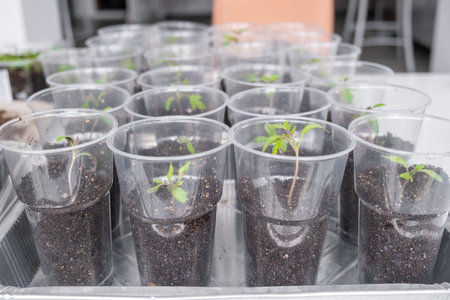Group of tomato seedlings in plastic glasses on windows sillの写真素材