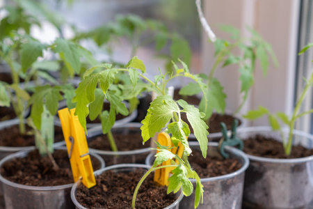 Growth of tomato seedlings in plastic glasses on a windowsill.の写真素材