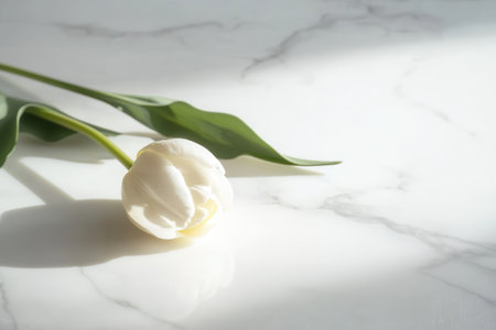 A single tulip with elegant petals lies on a white marble surface, bathed in gentle natural light creating a serene ambiance.の素材