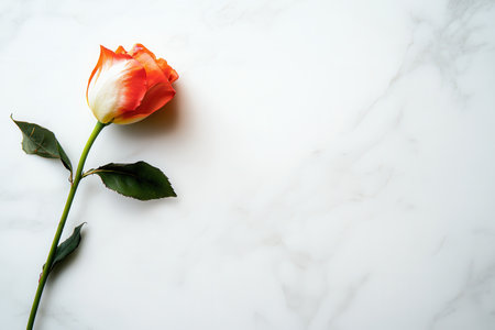 A delicate stem of a rose lies on a smooth white marble surface, illuminated by soft natural light, showing its vibrant colors.の素材