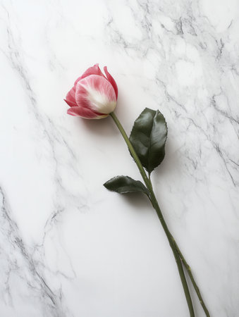 A single tulip rests elegantly on a smooth white marble surface, showing its vibrant colors against the clean backdrop.の素材