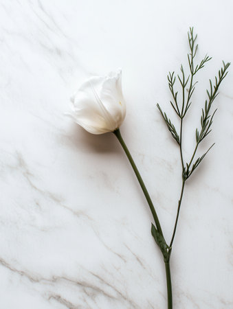 A delicate white flower and green stem are placed elegantly on a seamless white marble surface, exuding tranquility and simplicity.の素材