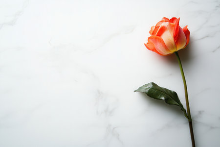 A bright rose stem gently lays on a flawless white marble counter, showing its colors against the smooth surface.の素材