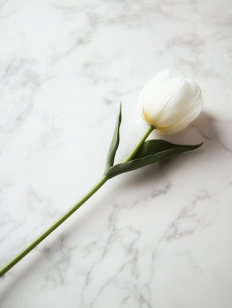 A delicate white tulip rests gracefully on a clean marble surface, showing its natural beauty and minimalist elegance.の素材