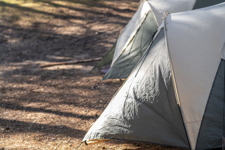 A group of camping tents is pitched among tall trees and dappled sunlight, creating a serene atmosphere for outdoor activities.の写真素材