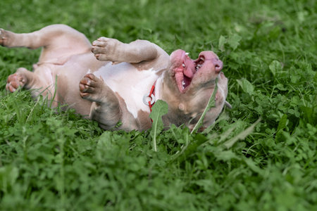 An American Bully joyfully rolls on soft, green grass, enjoying a sunny afternoon in a spacious backyard.の写真素材