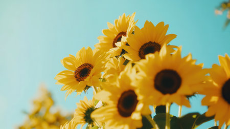 Bright sunflowers stretch towards the sun, illuminated by warm light against a serene blue sky, radiating joy and warmth outdoors.の素材