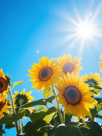 Bright sunflowers stand tall, enjoying the sunshine against a vivid blue sky, creating a joyful summer atmosphere.の素材