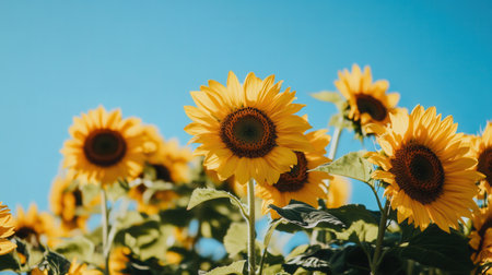 Sunflowers bloom joyfully in sunlight, reaching for the clear blue sky, creating a vibrant and uplifting natural scene outdoors.の素材