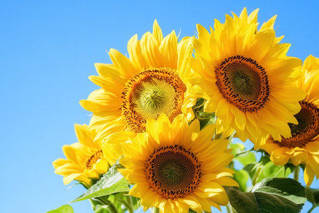 Bright sunflowers flourish in warm sunlight, painting the garden with cheerful yellow hues against a vivid blue sky.の素材