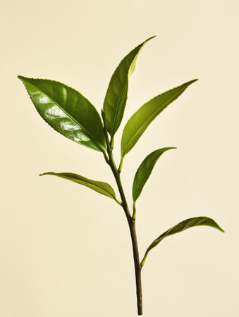 A vibrant green tea leaf showcases its glossy texture and elegant shape, representing the essence of natural tea cultivation and freshness.の素材
