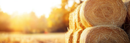Stacks of golden hay bales bask in the warm sunlight, surrounded by a colorful fall backdrop on a clear day.の素材
