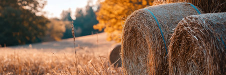 Harvested hay stacks glisten in the sunlight against a backdrop of colorful autumn trees, highlighting the beauty of fall.の素材