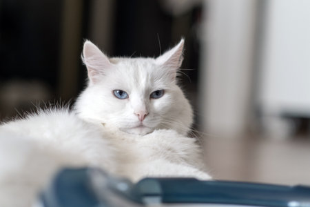 The white cat rests peacefully, its vibrant blue eyes gazing calmly, capturing a tranquil moment in a serene home setting.の写真素材