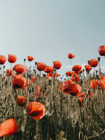 A field of bright red poppies blooms beautifully against the backdrop of a clear sky, creating a peaceful and vibrant atmosphere.の素材