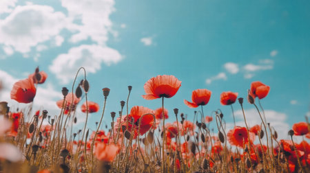 A wide expanse of red poppies stretches across the landscape beneath a clear blue sky, with fluffy clouds floating above.の素材