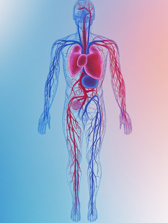 Illustration showcases the circulatory system, detailing the intricate network of veins, arteries, and hearts role in human anatomy.の素材