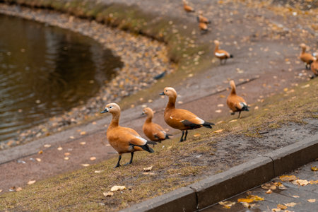 Ducks with bright orange plumage gather near the waters edge in a tranquil park, surrounded by fallen leaves.の写真素材