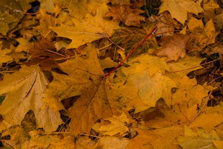 Vibrant yellow and orange leaves cover the forest floor, creating a rich tapestry typical of autumn...